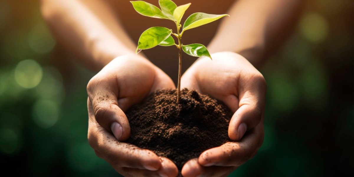 Turning Waste into Wealth: South Korea's Biochar Market Booms with Sustainability Innovations