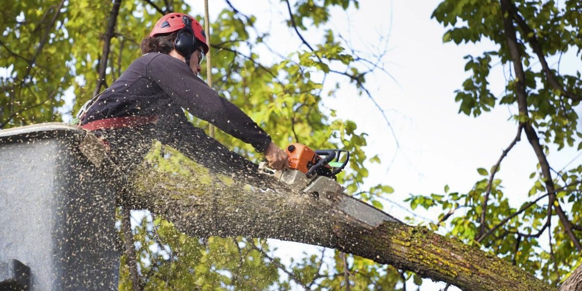 Tree Stump Removal Near Me: Expert Services in Plymouth