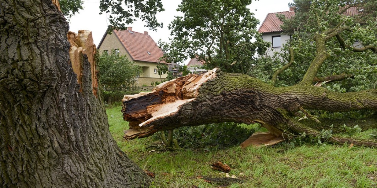 Can I Do Deadwood Removal Myself or Should I Hire a Professional?