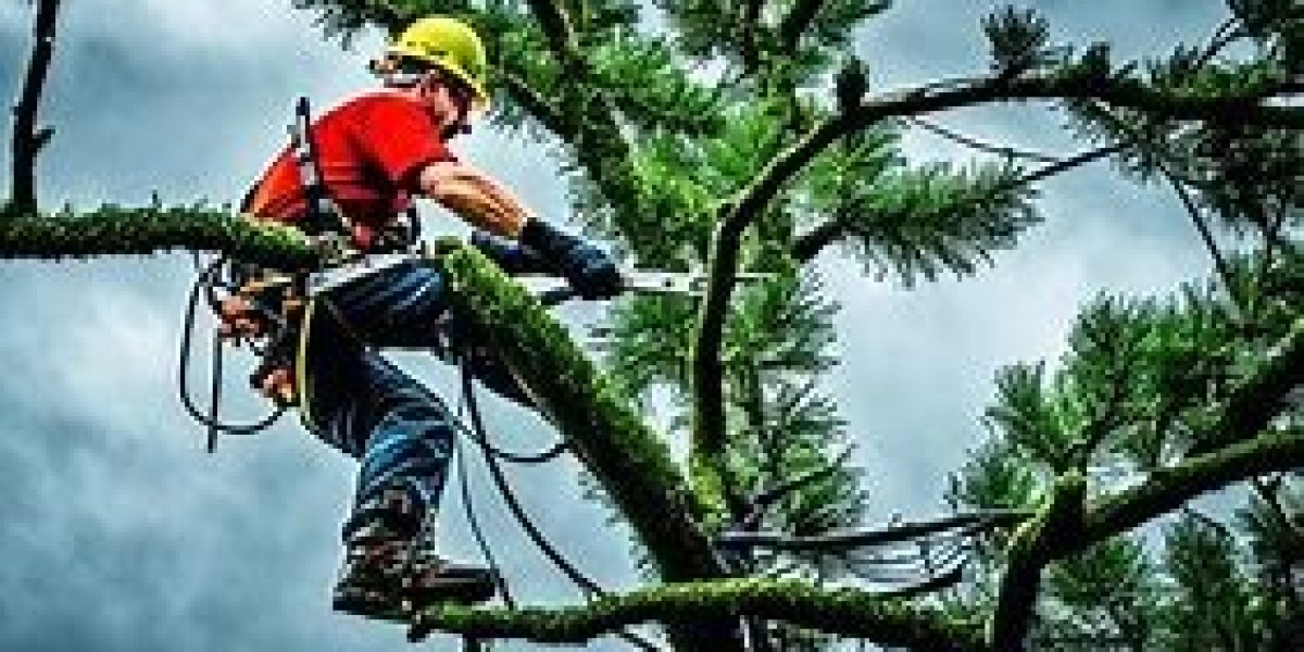 How a Certified Arborist Enhances the Safety and Value of Your Property