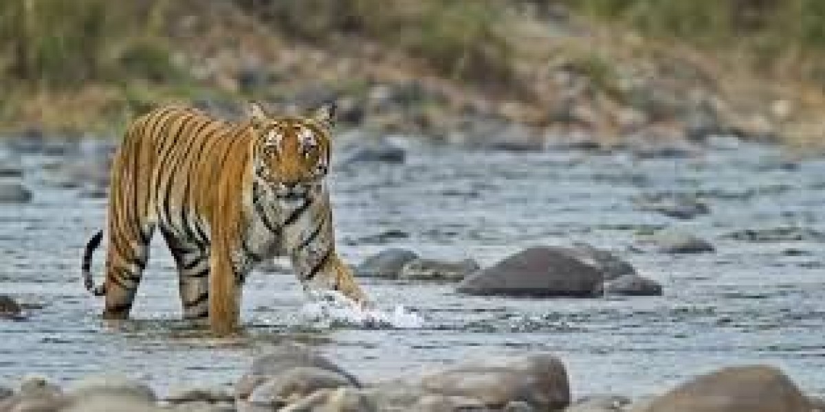 Haridwar to Jim corbett Taxi Fare