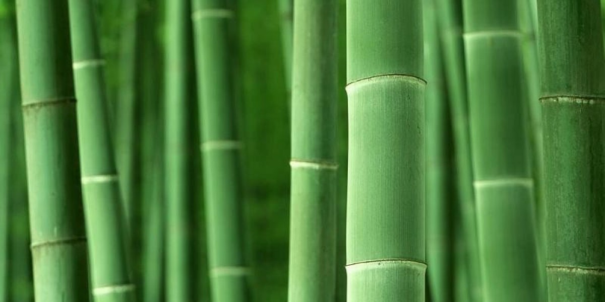 Bamboo Market Expansion Forecast to Surpass USD 20.3 Billion by 2034