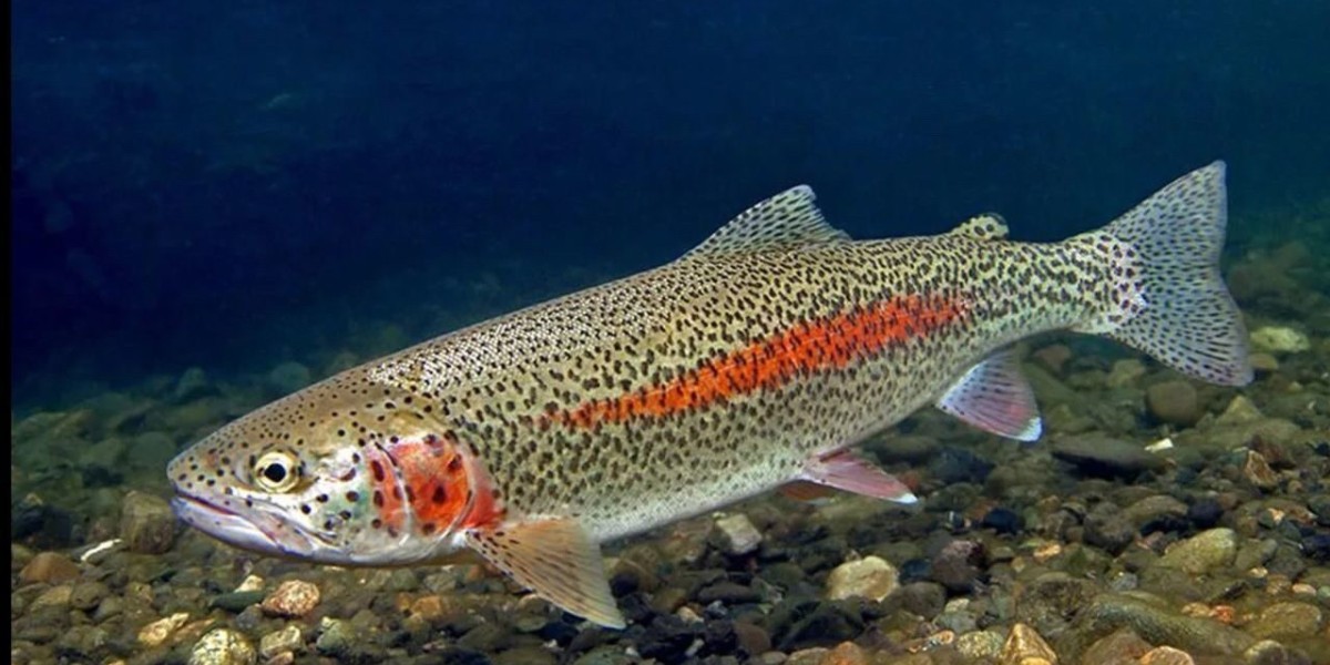Rainbow Trout Market Outlook with Focus on Production, Consumption, and Global Supply Chain Trends