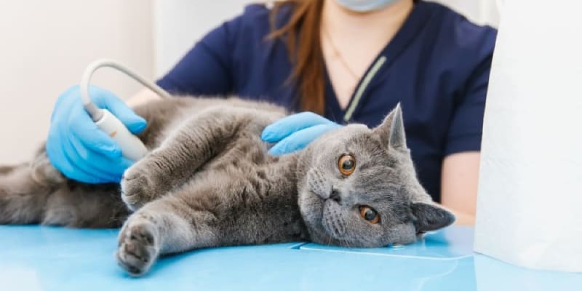 Global Veterinary Diagnostic Imaging Market Size Insights – Product Demand & Regional Expansion