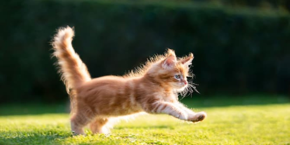 Pet Names for Siamese Cats: Find the Best Names for Your Elegant Feline