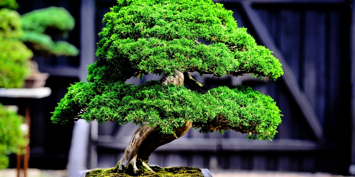 Bonsai Market Forecast: Emerging Global Trends and Growth Opportunities Through 2032 and Beyond