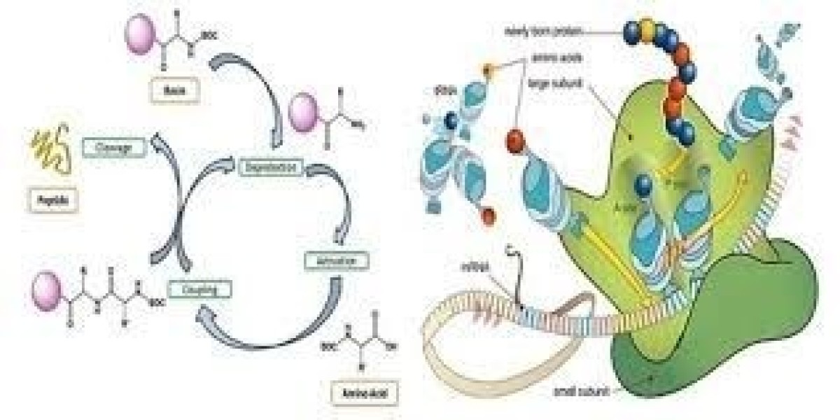 Peptide Synthesis Market Outlook: Emerging Trends, Opportunities, and Growth Forecast (2021-2030)