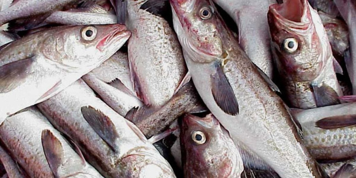 Rising Popularity of High-Protein Diets Fuels Consumer Interest in the Wild Pollock Market