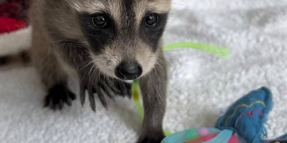 Buy Male and Female Raccoon Puppies