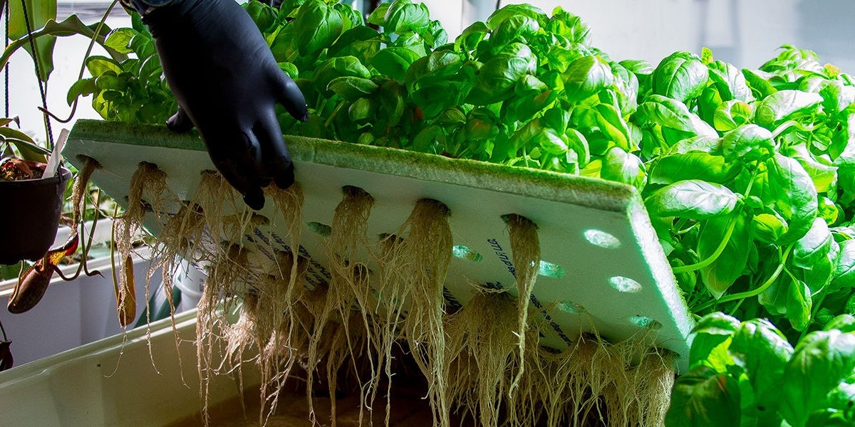 Hydroponics Market for Commercial vs. Residential Applications