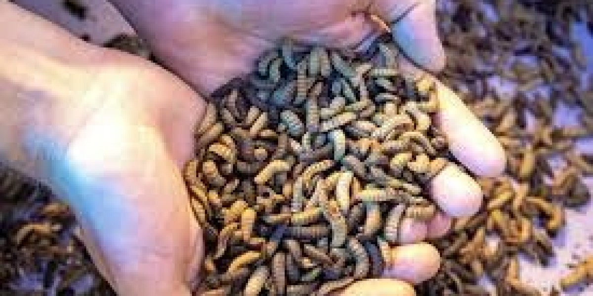 Insect Feed Market Intelligence: Strategic Insights into Industry Advancements and Growth Prospects