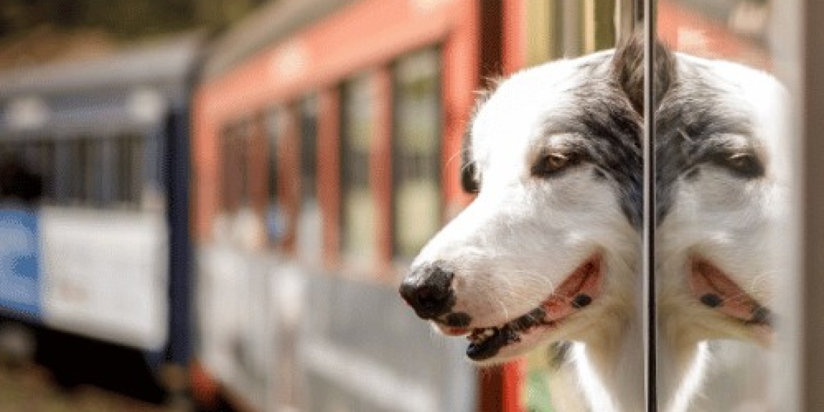Common Mistakes to Avoid While Transporting Pets in India