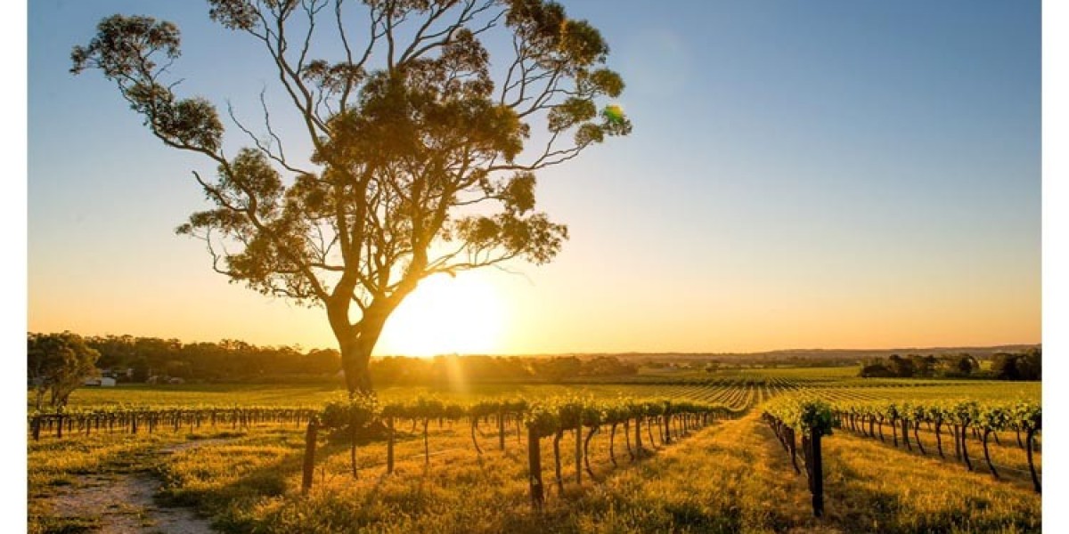 Why Extending Your Stay Options for Barossa Valley Wine Tours Matters a Lot?