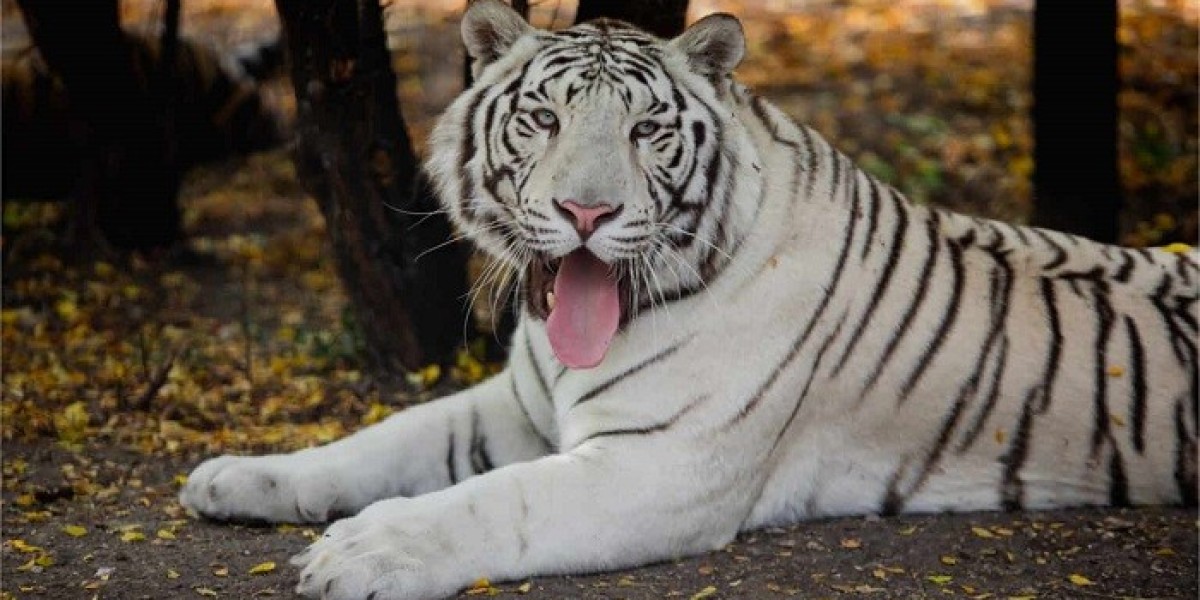100+ Tiger Quotes on Being Fierce and Strong