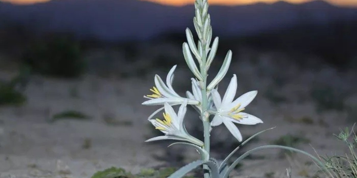 Desert Lily Symbolism and Meaning in Love, Death & Bible