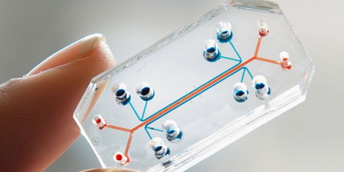 How the Organ On A Chip Market Is Disrupting Pharmaceutical R&D Pipelines