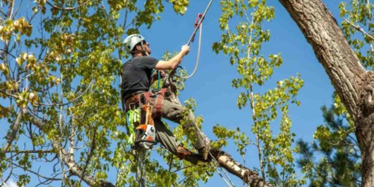 Ultimate Guide to Tree Care Services: Everything You Need to Know