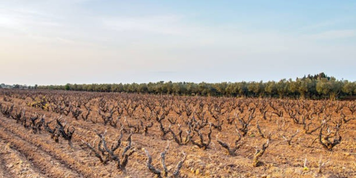 Unlocking the Growth Potential of the Soil Amendments Market: Trends, Innovations, and Sustainability Drivers