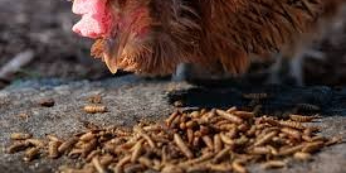 Insect Feed Market opportunities and challenges for key international suppliers