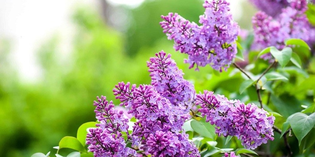 Lilac Symbolism in Literature: The Meaning of Life and Death