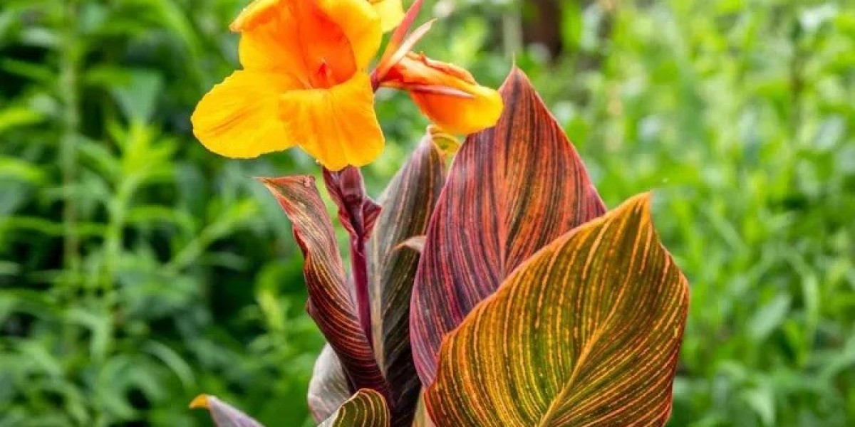 Canna Lily Symbolism and Meaning in Love, Death & Bible