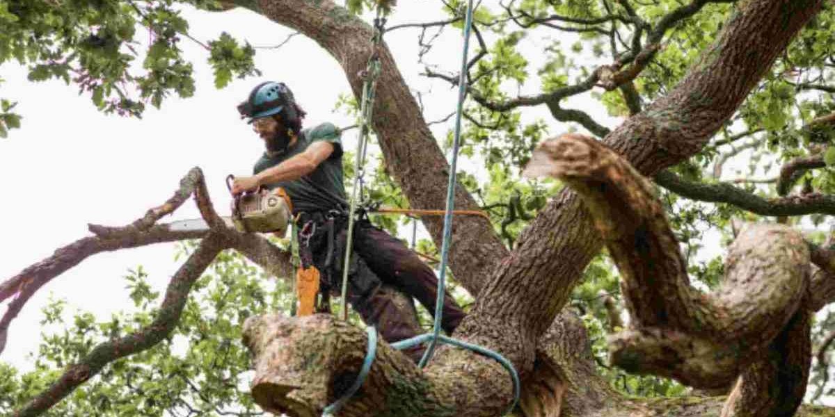 The Ultimate Guide to Tree Services: What You Need to Know Before Hiring a Pro