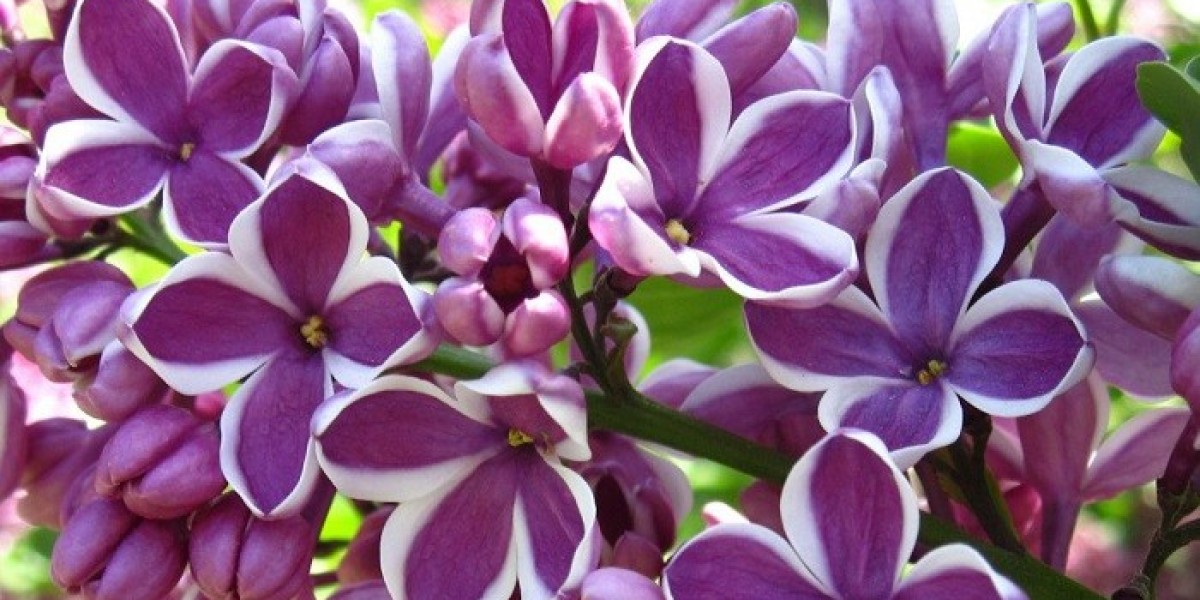 Lilac Symbolism in Dreams and Mythology