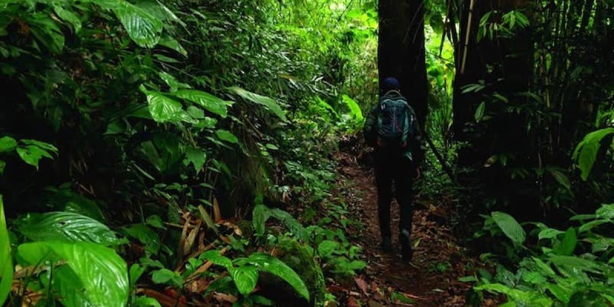 Wild Malaysia: Rainforest Adventures, Island Hopping & Cave Exploration