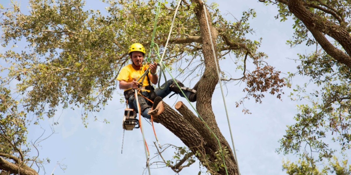 What Sets Premium Tree Pruning Services in Rome Apart from the Rest?