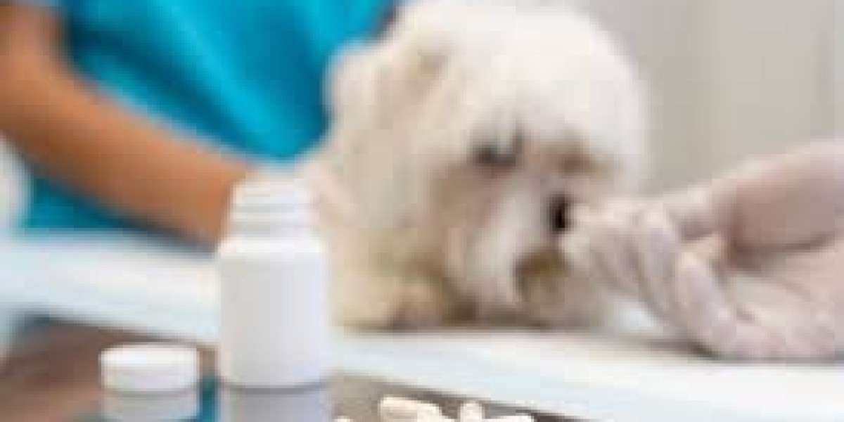 Pet Supplement Market Dynamics Driven by Wellness Trends and Innovation