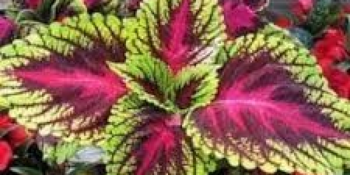 Forskolin Market Poised for Growth Amid Rising Demand for Natural Weight Loss and Health Supplements