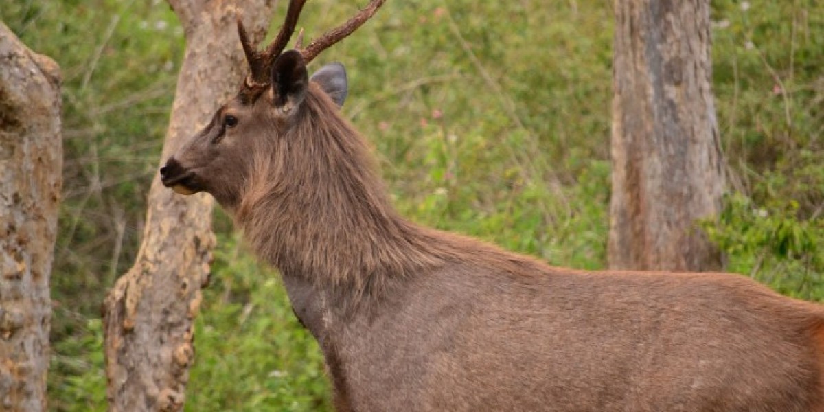 All about Sambar Deer Meaning and Symbolism