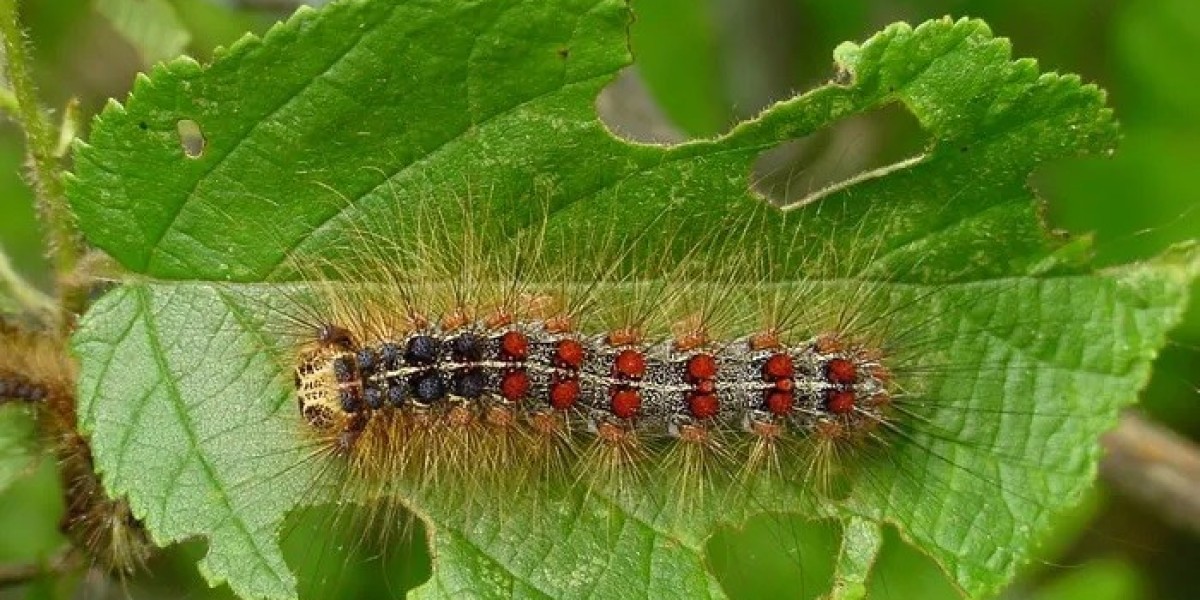 45 Moth Caterpillar Quotes, Sayings, and Proverbs