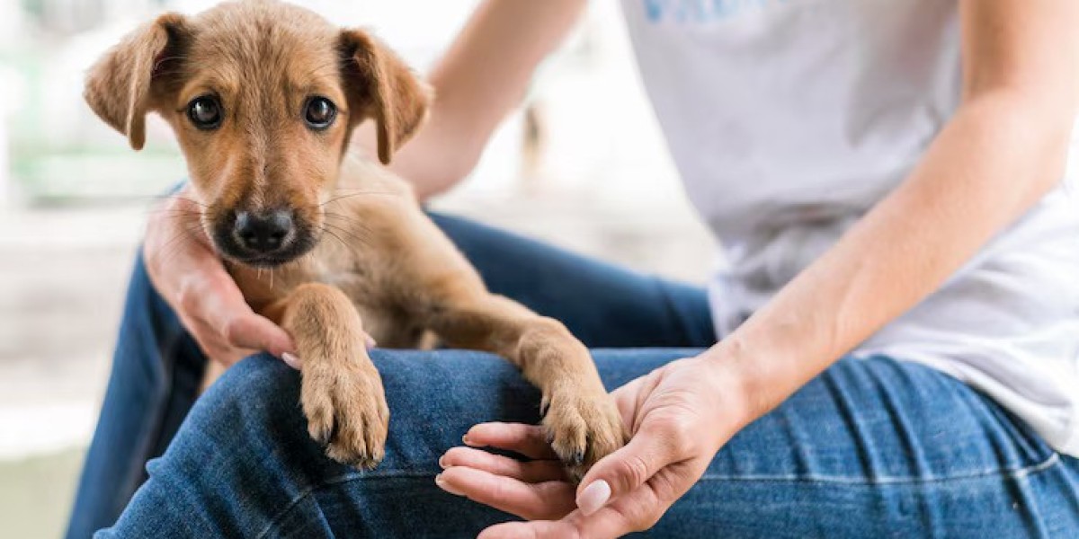 Dog Allergy Shot Cytopoint in Ontario