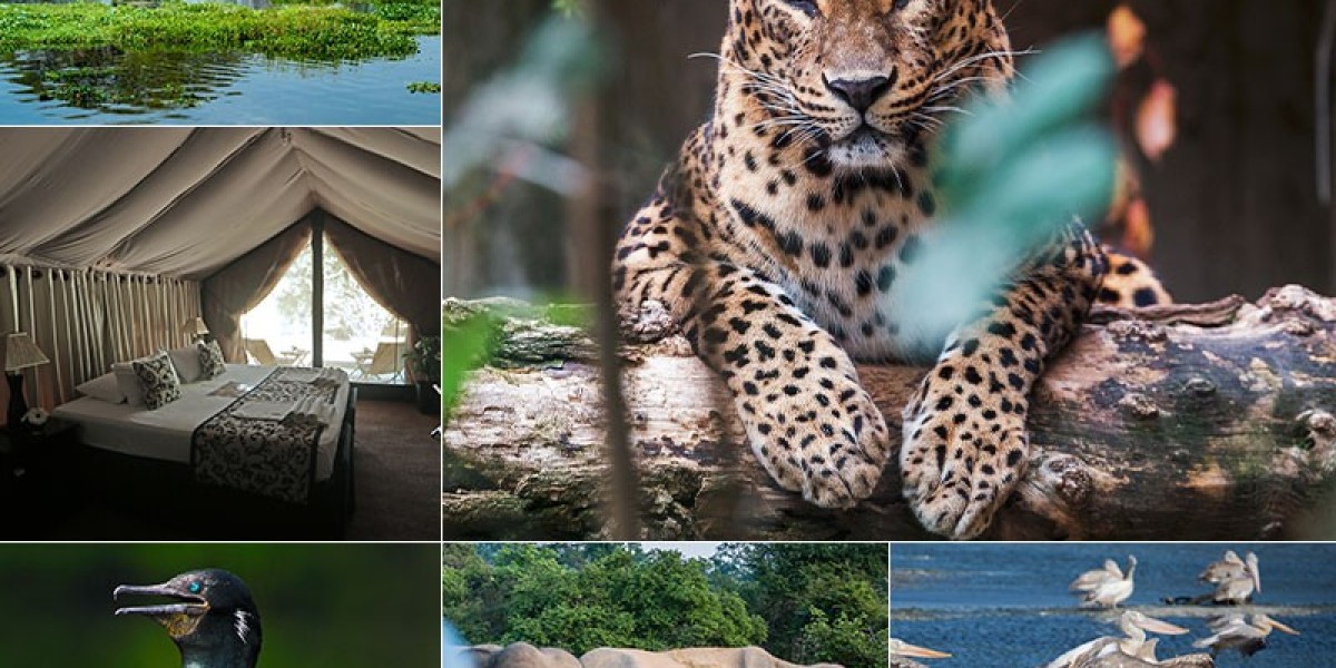 Sri Lanka: An Emerald Isle of Untamed Wildlife and Breathtaking Nature