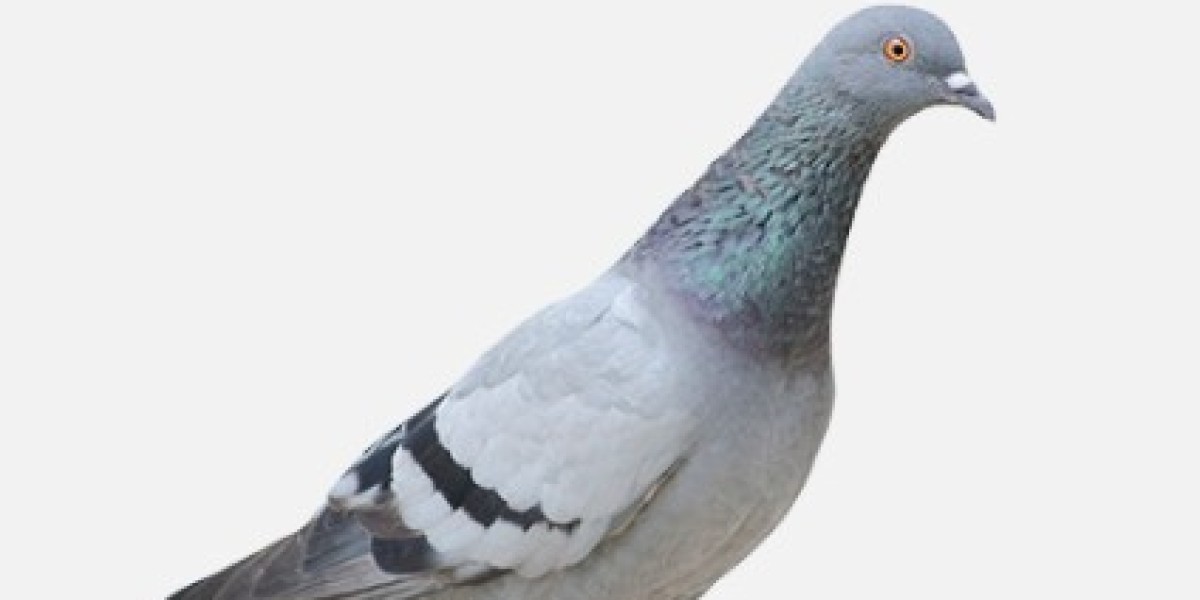 Effective Pigeon Control in Las Vegas, NV: Keep Your Property Clean and Protected