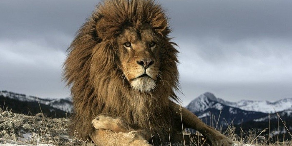 Lion Symbolism Meaning and Spiritual Power