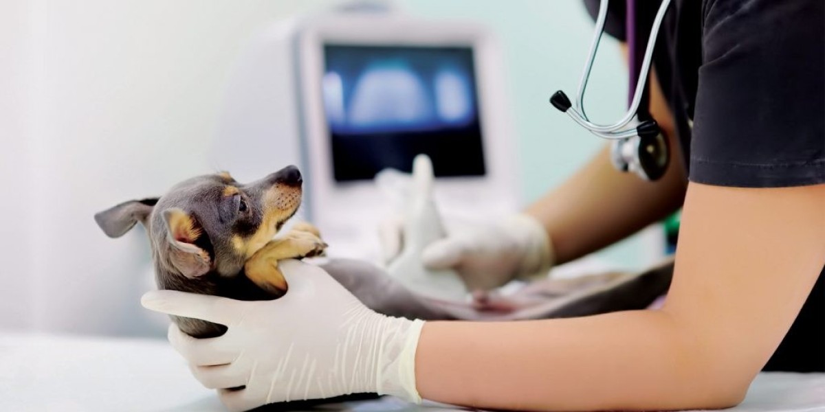 Advancements and Growth Dynamics in Veterinary Ultrasound Market