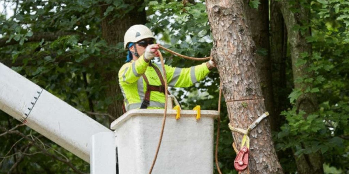 Tree Removal: A Complete Guide to Safe and Efficient Tree Removal
