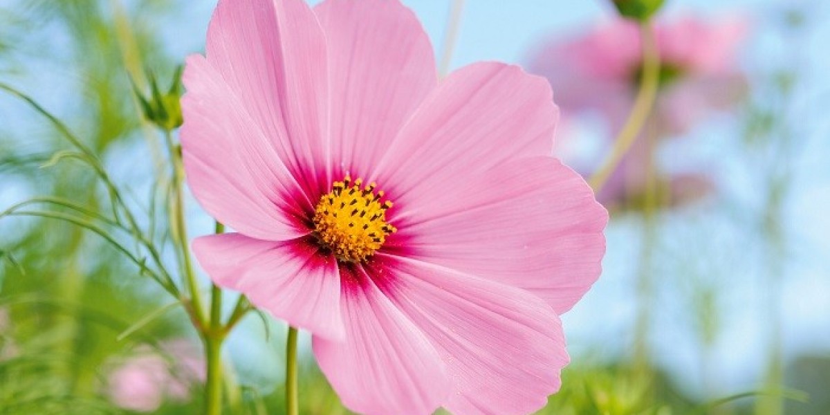 90 Special Flower Symbolism and Meanings