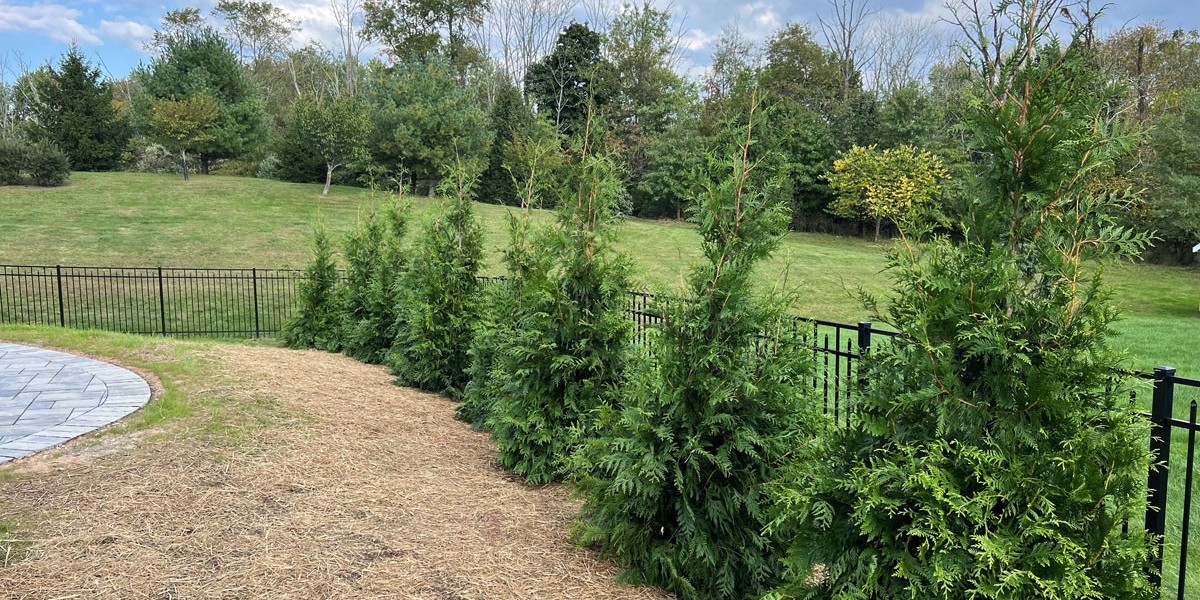 JDR Lawn and Landscape: Trusted Grass Fertilizer Experts for a Lush Lawn