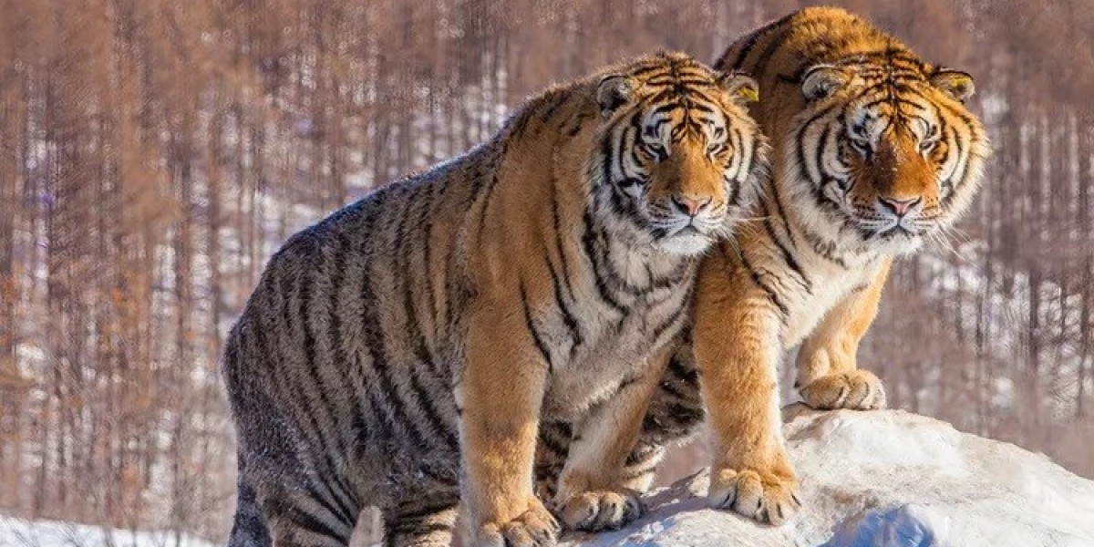All about Siberian Tiger Meaning and Symbolism