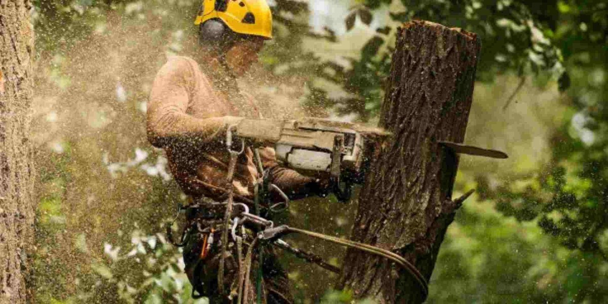 Ultimate Guide to Tree Removal: When, Why & How to Do It Right