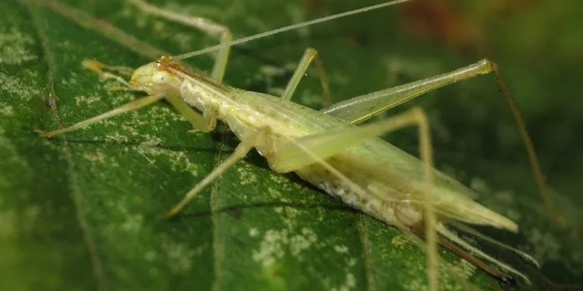 35 Tree Cricket Quotes, Sayings, and Proverbs