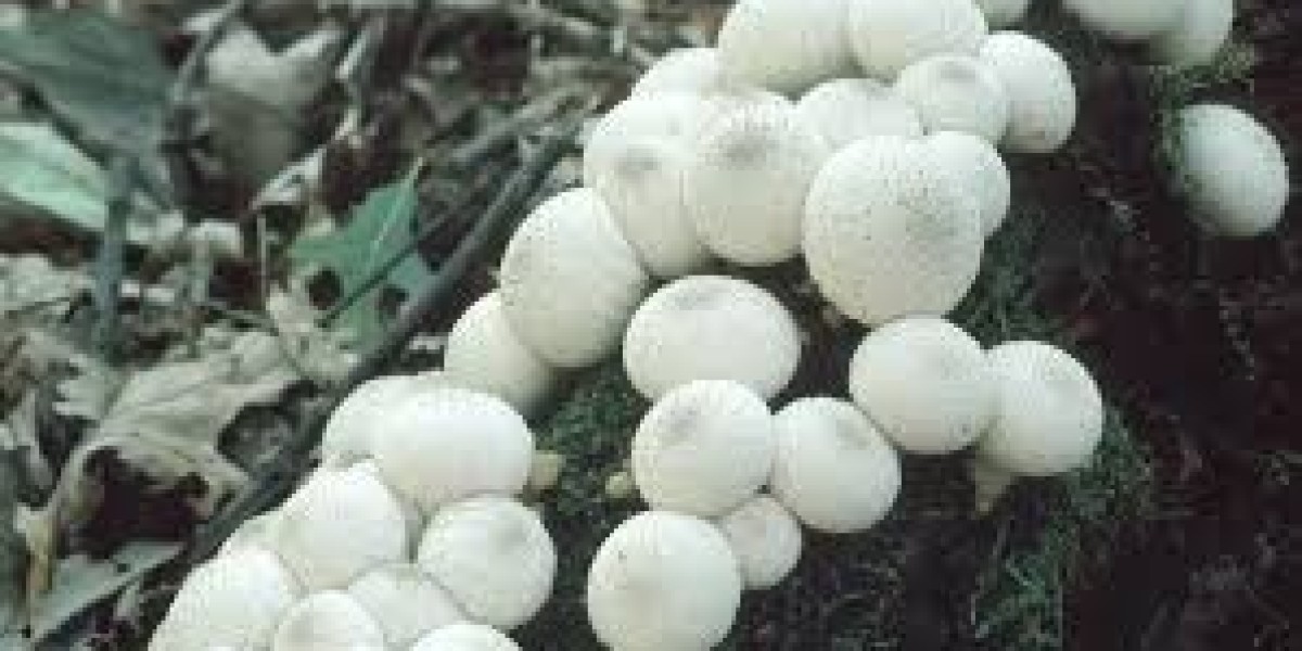 Mushroom Market competition intensifies as new entrants disrupt traditional players