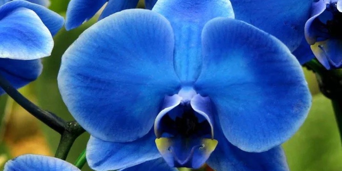 Blue Orchid Spiritual Meaning and Symbolism