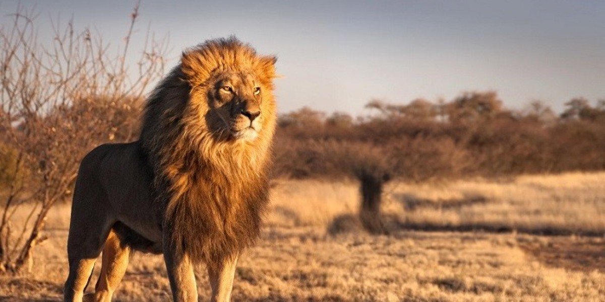 Why Do Lions Symbolize Strength?