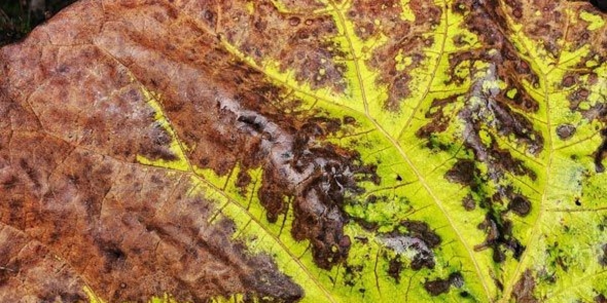 Bionematicides Market Forecast Indicates Strong Growth Driven by Sustainable Farming and Technological Advancements