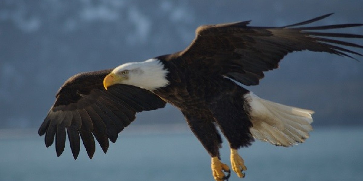 100+ Epic Eagle Quotes to Fill You with Courage