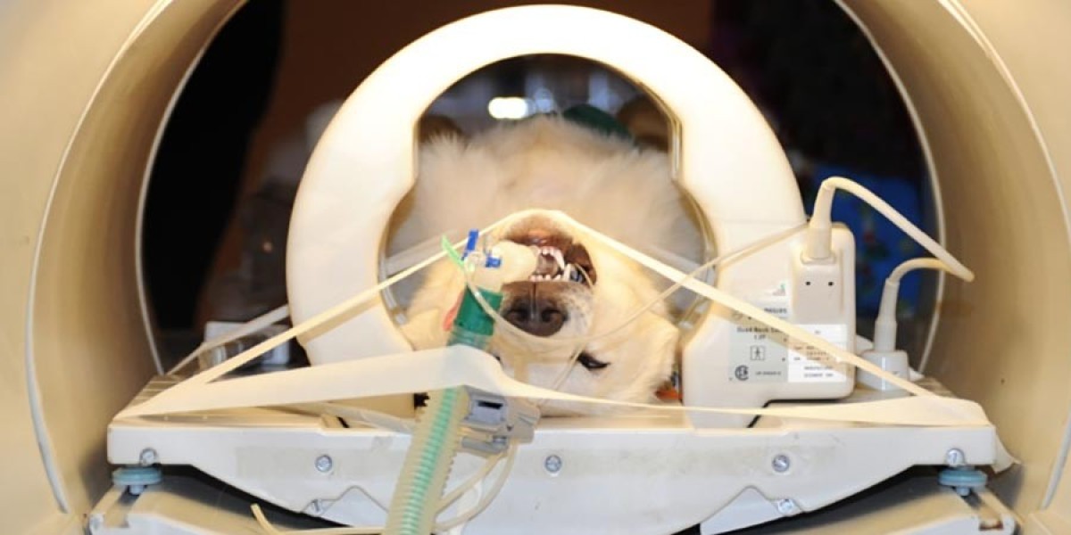 Veterinary MRI Systems Market Forecast Projects Growth Across Clinics, Hospitals, and Research Institutes